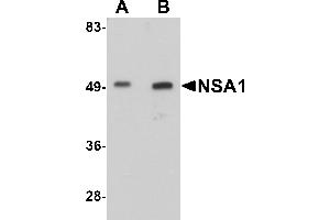 Western Blotting (WB) image for anti-Nsa1p (NSA1) (C-Term) antibody (ABIN1030550) (Nsa1p (NSA1) (C-Term) anticorps)