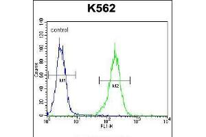 Flow cytometric analysis of K562 cells (right histogram) compared to a negative control cell (left histogram). (NKAIN1 anticorps  (C-Term))