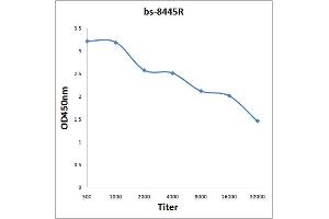 anti-Cell Division Cycle 25 Homolog B (S. Pombe) (CDC25B) (pSer149) antibody