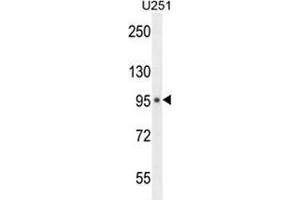 Western blot analysis in U251 cell line lysates (35ug/lane) using MICAL-like protein 1  Antibody . (MICAL-Like 1 anticorps  (C-Term))