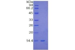 SDS-PAGE of Protein Standard from the Kit  (Highly purified E.