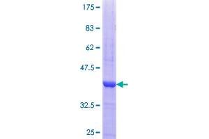 Image no. 1 for Protein Kinase, CAMP-Dependent, Catalytic, gamma (PRKACG) (AA 1-100) protein (GST tag) (ABIN1316231)