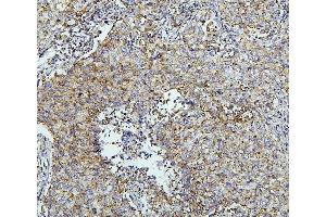 IHC analysis of TXN2 using anti-TXN2 antibody (ABIN7602150). (TXN2 anticorps  (AA 60-166))