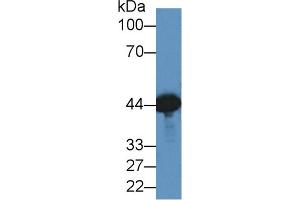 Western Blot; Sample: Mouse Brain lysate; ;Primary Ab: 2µg/ml Rabbit Anti-Canine CKM Antibody;Second Ab: 0. (CKM anticorps  (AA 11-367))