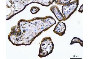 IHC analysis of Annexin A1/ANXA1 using anti-Annexin A1/ANXA1 antibody (ABIN7600491). (Annexin a1 anticorps  (AA 2-346))