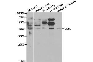 Western blot analysis of extracts of various cell lines, using SELL antibody (ABIN5970793) at 1/1000 dilution. (L-Selectin anticorps)