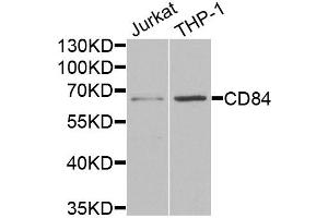 Western blot analysis of extracts of various cell lines, using CD84 antibody (ABIN5973833) at 1/1000 dilution.