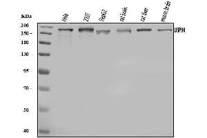Western blot analysis of USP9X using anti-USP9X antibody (ABIN7599786).