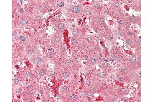 Anti-CHMP2A antibody IHC staining of human liver. (CHMP2A anticorps  (Biotin))