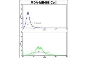 Flow cytometric analysis of MDA-M cells using TAGLN Antibody (N-term)(bottom histogram) compared to a negative control cell (top histogram)FITC-conjugated goat-anti-rabbit secondary antibodies were used for the analysis.