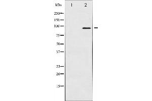 Western blot analysis of FKHRL1 expression in serum treated NIH-3T3 whole cell lysates,The lane on the left is treated with the antigen-specific peptide. (FOXO3 anticorps  (Internal Region))