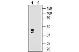 Western blot analysis of rat dorsal root ganglion lysate:1.