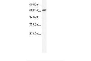 Image no. 1 for anti-gamma-aminobutyric Acid (GABA) A Receptor, beta 2 (GABRB2) (N-Term) antibody (ABIN202695) (GABRB2 anticorps  (N-Term))