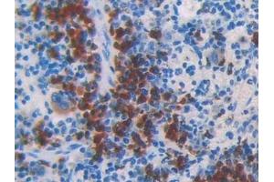 Detection of F5 in Mouse Spleen Tissue using Polyclonal Antibody to Coagulation Factor V (F5)