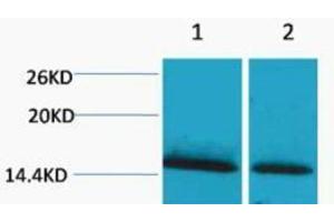 Western Blotting (WB) image for anti-Histone H1 (meLys25) antibody (ABIN3181326) (Histone H1 anticorps  (meLys25))
