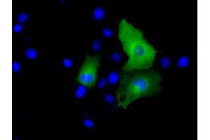 Anti-PSMC3 mouse monoclonal antibody (ABIN2453539) immunofluorescent staining of COS7 cells transiently transfected by pCMV6-ENTRY PSMC3 (RC201790). (PSMC3 anticorps)