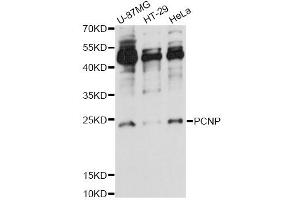 Western blot analysis of extracts of various cell lines, using PCNP antibody (ABIN6293974) at 1:1000 dilution. (PCNP anticorps)