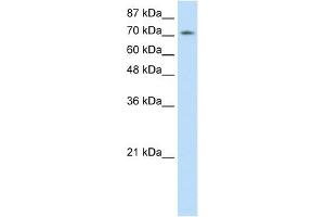 Western Blot showing ZNF527 antibody used at a concentration of 1-2 ug/ml to detect its target protein. (ZNF527 anticorps  (C-Term))