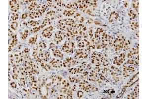 Immunoperoxidase of monoclonal antibody to FOXA2 on formalin-fixed paraffin-embedded human pancreas. (FOXA2 anticorps  (AA 363-457))