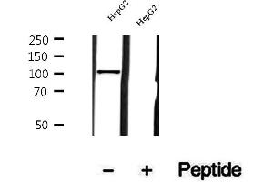 Western blot analysis of extracts of HepG2 cells, using MTHFD1L antibody. (MTHFD1L anticorps  (C-Term))