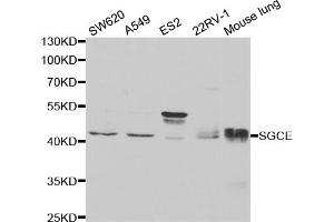 Western blot analysis of extracts of various cell lines, using SGCE antibody (ABIN5973070) at 1/1000 dilution. (SGCE anticorps)