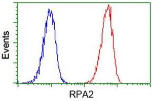 Image no. 14 for anti-Replication Protein A2, 32kDa (RPA2) antibody (ABIN1500733) (RPA2 anticorps)