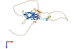 AlphaFold protein structure predicition of Human Recombinant FNDC8 Protein, UniprotID Q8TC99