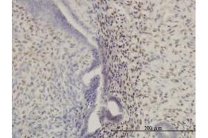 Image no. 1 for anti-Homeobox A11 (HOXA11) (AA 60-167) antibody (ABIN598748) (Homeobox A11 anticorps  (AA 60-167))