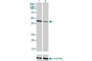 Western blot analysis of TRIM63 over-expressed 293 cell line, cotransfected with TRIM63 Validated Chimera RNAi (Lane 2) or non-transfected control (Lane 1). (TRIM63 anticorps  (AA 254-352))