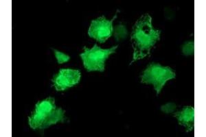 Immunofluorescence (IF) image for anti-V-Akt Murine Thymoma Viral Oncogene Homolog 1 (AKT1) antibody (ABIN1496558) (AKT1 anticorps)