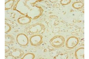 Immunohistochemistry of paraffin-embedded human kidney tissue using ABIN7171688 at dilution of 1:100 (Tektin 3 anticorps  (AA 201-400))