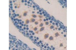 IHC-P analysis of Mouse Tissue, with DAB staining. (NEIL3 anticorps  (AA 2-187))
