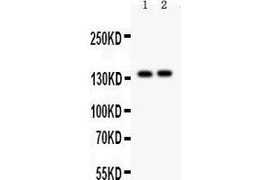 Anti- PER2 Picoband antibody, Western blotting All lanes: Anti PER2  at 0. (PER2 anticorps  (AA 13-330))