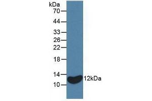 Detection of Recombinant IL8, Equine using Monoclonal Antibody to Interleukin 8 (IL8) (IL-8 anticorps  (AA 23-101))