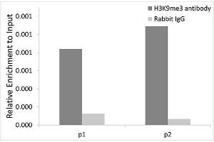 Chromatin immunoprecipitation analysis extracts of 293T cells, using TriMethyl-Histone H3-K9 antibody. (Histone 3 anticorps  (H3K9me3))