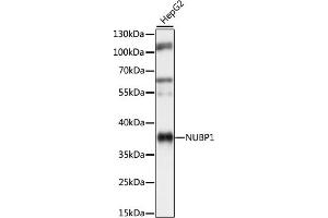 Western blot analysis of extracts of HepG2 cells, using NUBP1 antibody (ABIN7269062) at 1:1000 dilution. (NUBP1 anticorps  (AA 201-320))