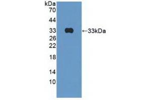 Figure. (BLK anticorps  (AA 241-494))