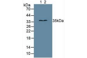 Figure. (MPG anticorps  (AA 221-296))