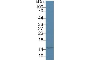 Western Blot; Sample: Bovine Milk; Primary Ab: 5µg/ml Rabbit Anti-Human aLA Antibody Second Ab: 0. (LALBA anticorps  (AA 12-142))