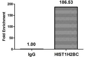 Chromatin Immunoprecipitation Hela (10 6 , treated with 30 mM sodium butyrate for 4h) were treated with Micrococcal Nuclease, sonicated, and immunoprecipitated with 5 μg anti-HIST1H2BC (ABIN7139151) or a control normal rabbit IgG.
