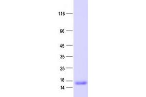 Validation with Western Blot