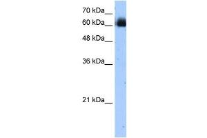 RELB antibody used at 1. (RELB anticorps  (C-Term))