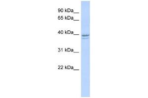 Western Blotting (WB) image for anti-Ribonucleotide Reductase M2 (RRM2) antibody (ABIN2458978) (RRM2 anticorps)