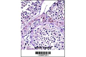 NR0B1 Antibody immunohistochemistry analysis in formalin fixed and paraffin embedded human testis tissue followed by peroxidase conjugation of the secondary antibody and DAB staining. (NR0B1 anticorps  (AA 304-333))