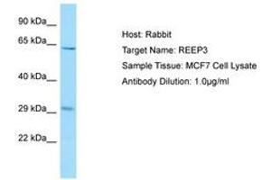 REEP3 anticorps  (AA 154-203)
