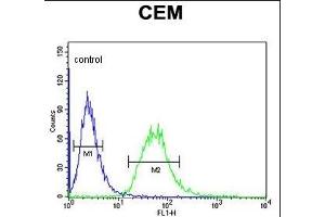 CA6 Antibody (C-term) (ABIN653737 and ABIN2843041) flow cytometric analysis of CEM cells (right histogram) compared to a negative control cell (left histogram).