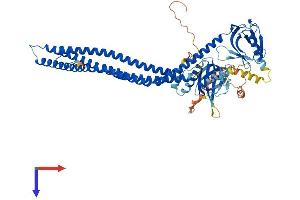 AlphaFold protein structure predicition of Human Recombinant APPL2 Protein, UniprotID Q8NEU8