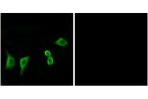 Immunofluorescence analysis of LOVO cells, using OR8G2 Antibody. (OR8G2 anticorps  (AA 237-286))