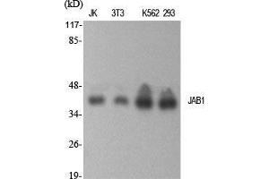 Western Blot (WB) analysis of specific cells using JAB1 Polyclonal Antibody. (COPS5 anticorps  (Internal Region))