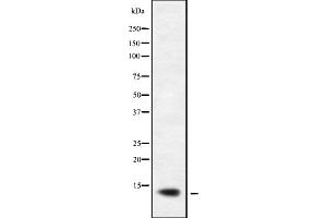 Western blot analysis of XCL1/2 using K562 whole cell lysates (XCL1/XCL2 anticorps)